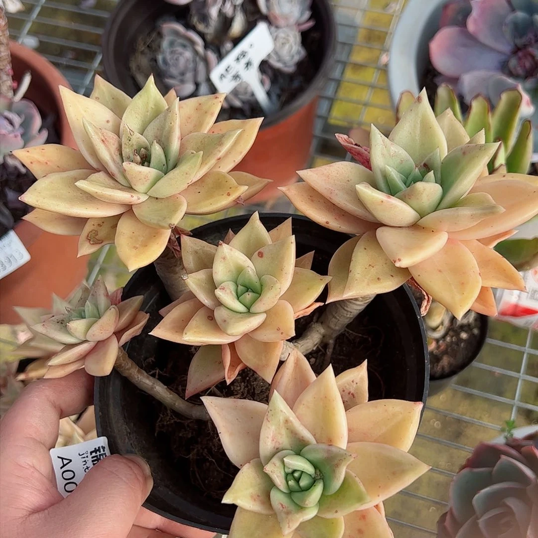 黄金表丽娜四头起一盆