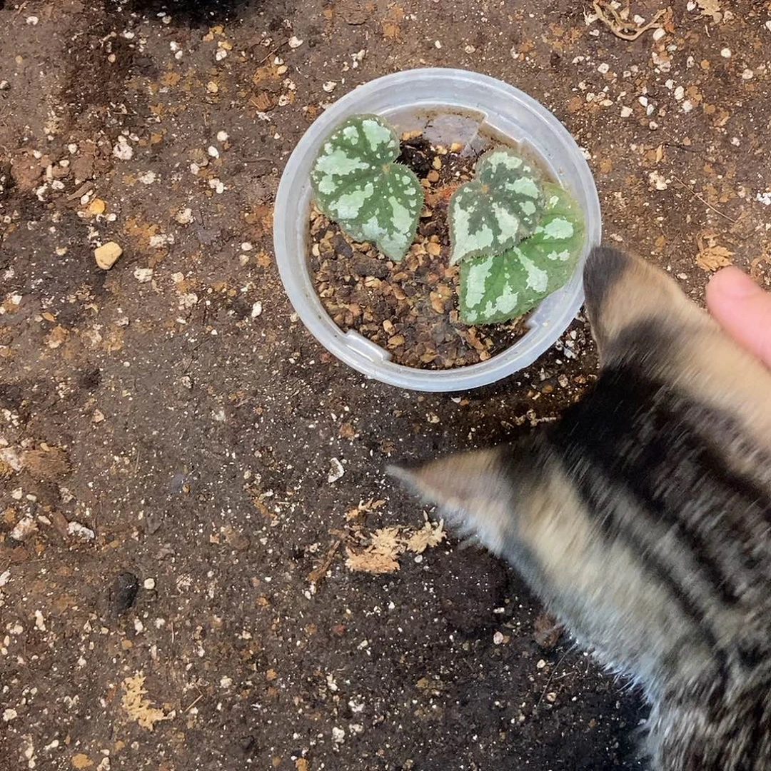 灯果小苗一物一拍