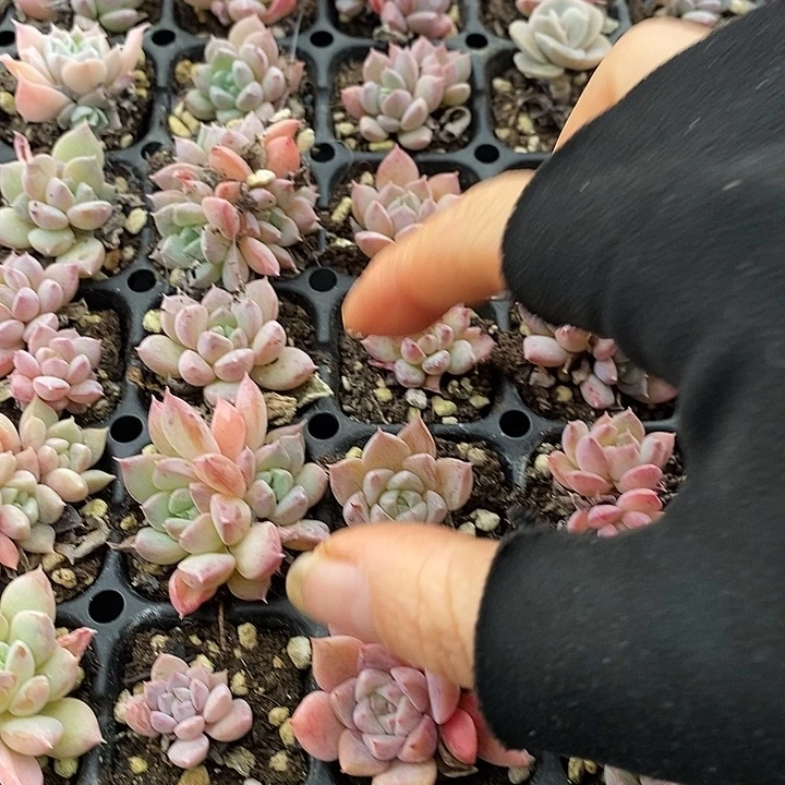 20 多肉植物盆栽花卉