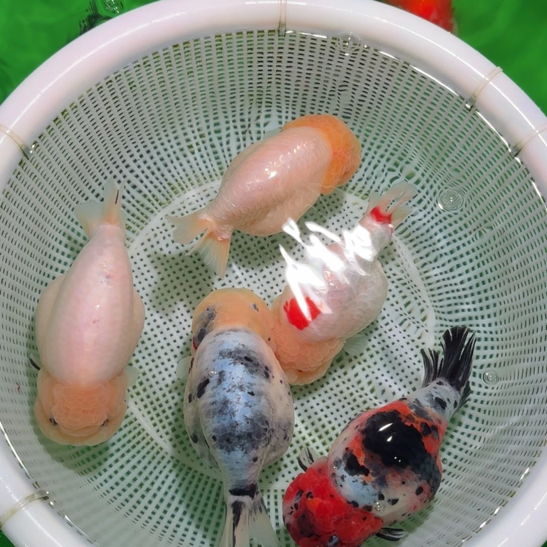 金鱼类不分公母18