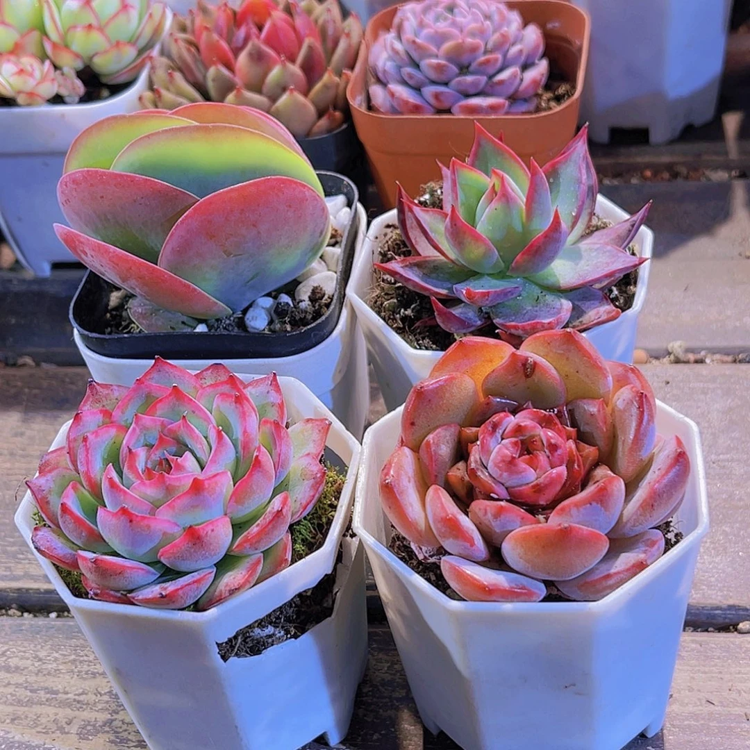 唐印。侧影。惊鸿。溏心