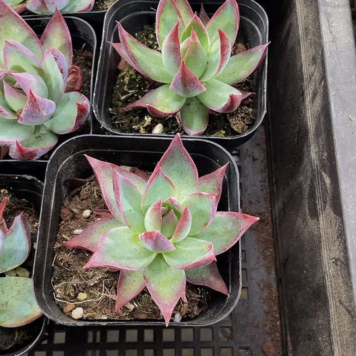 惊鸿3.8带盆土发货