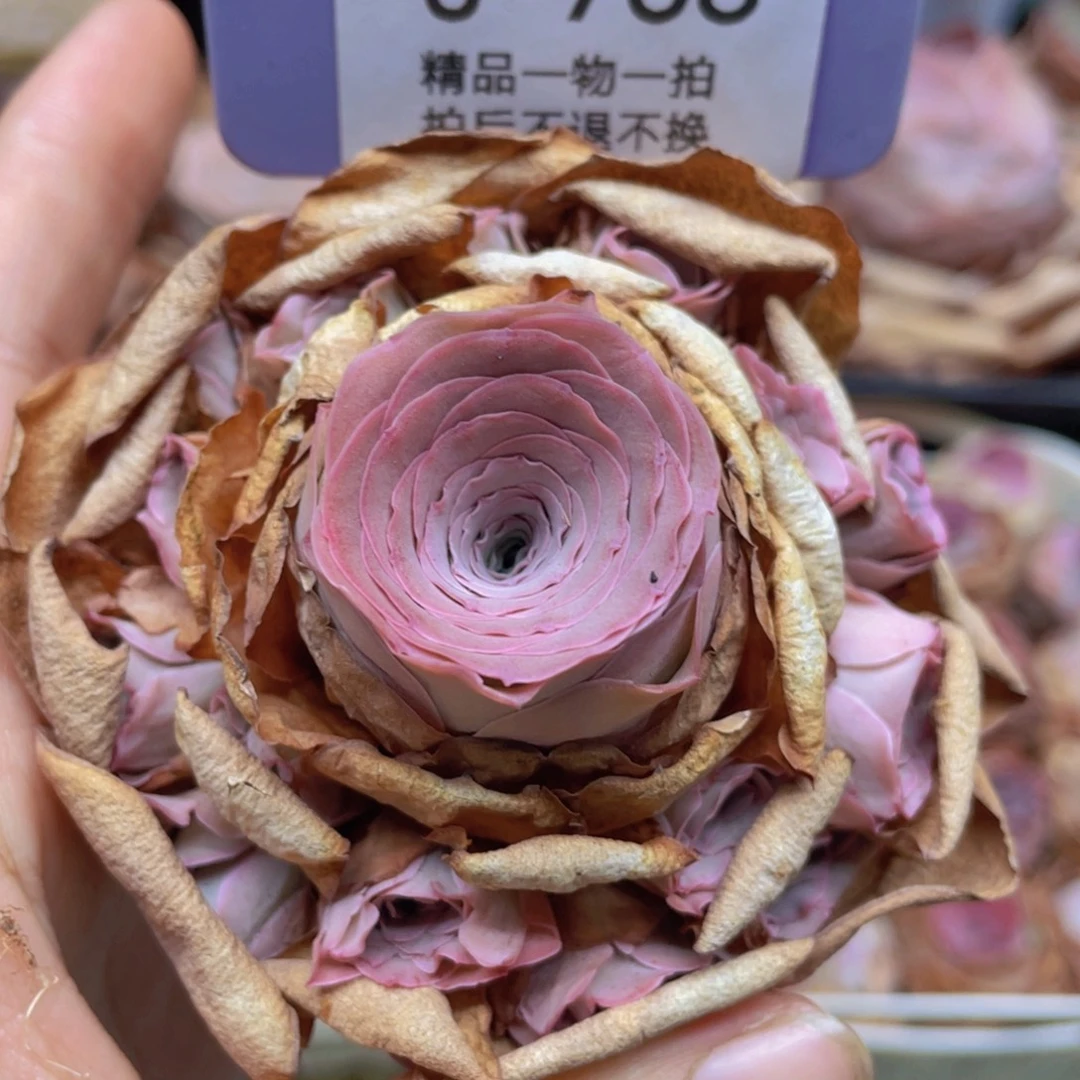 山地玫瑰J768满38包邮裸根发货