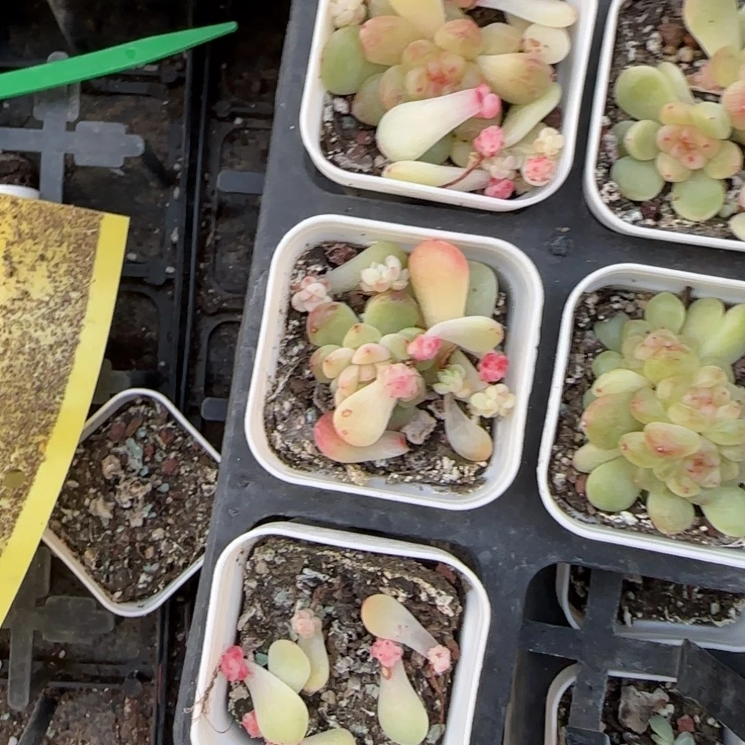 灯泡甜心芝麻穴寒非边上一个满25包邮