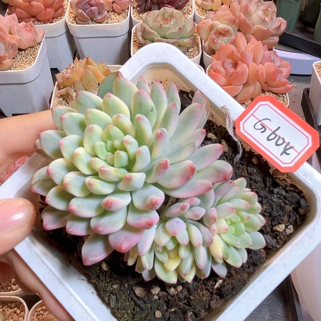 G604  蓝孔雀锦多肉