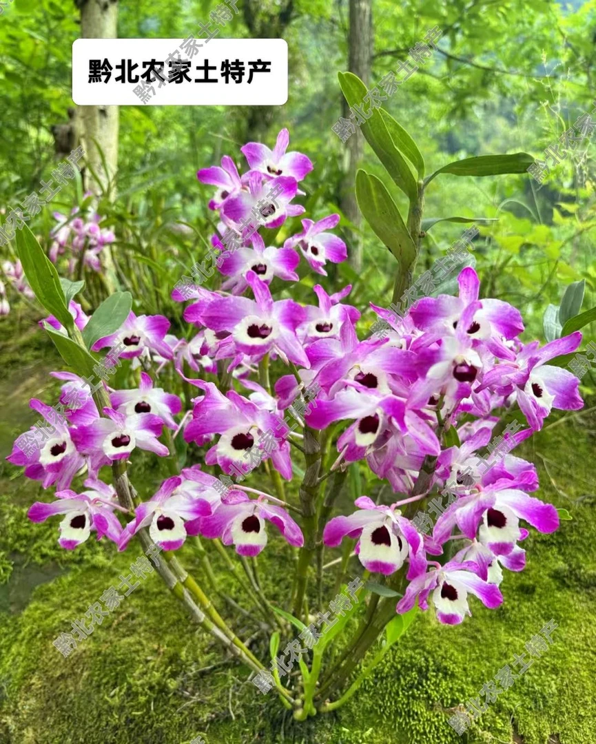 贵州赤水仿野生种植植物原种金钗石斛绿植正宗绿植花卉好养易存活