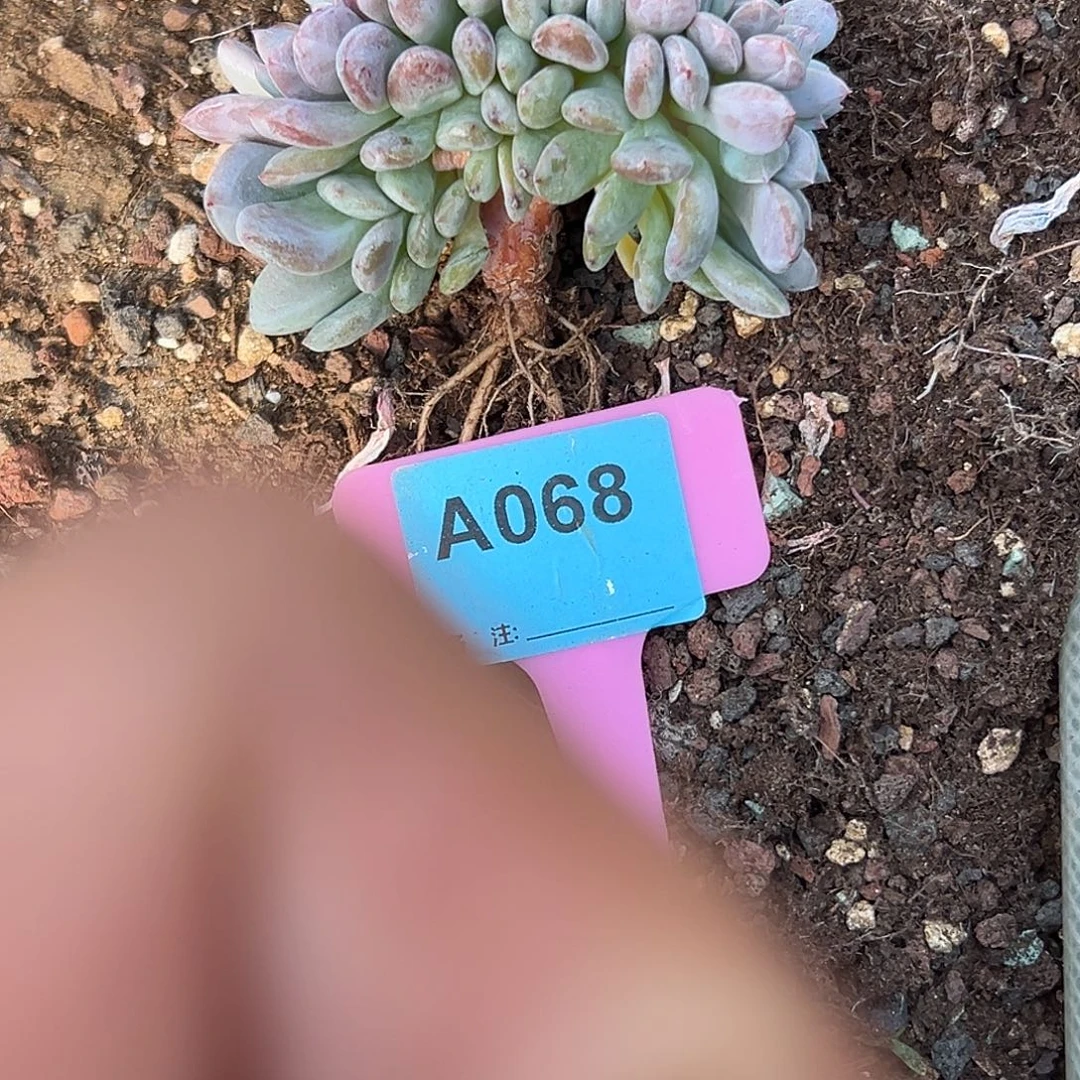 @***5多肉植物一物一拍