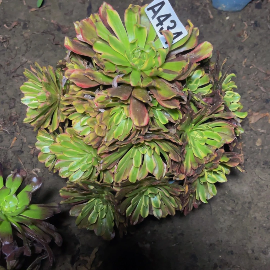 粉黛变异26////44包邮