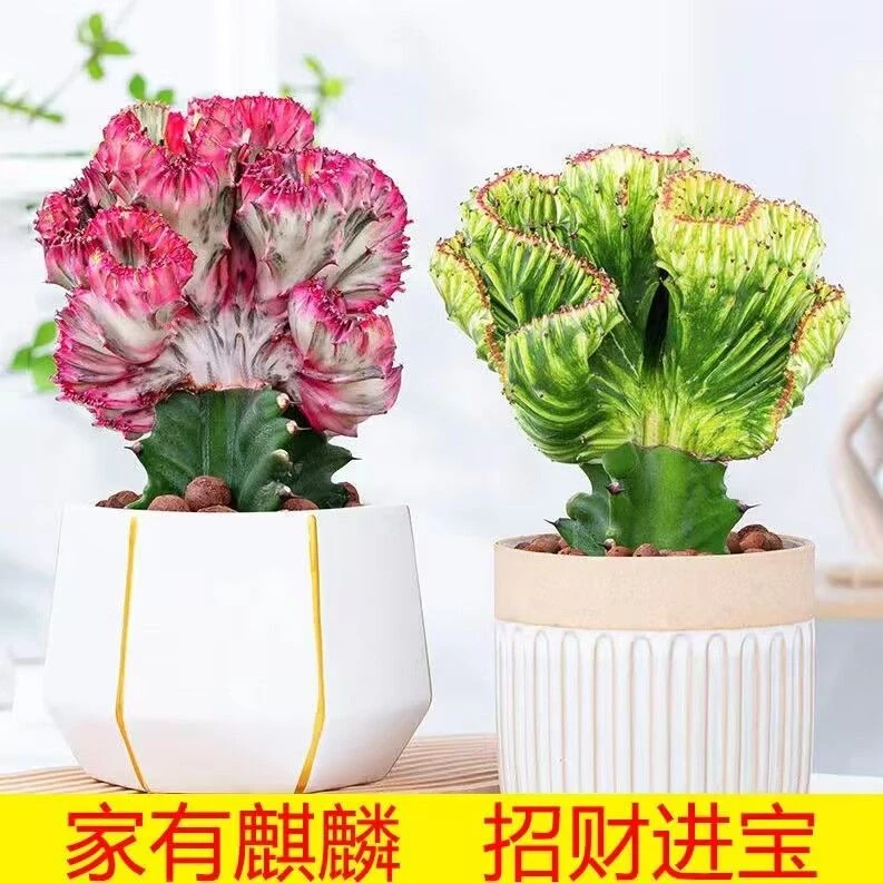 【30天热销627件】多肉植物玉麒麟盆栽仙人掌彩麒麟盆栽室内客厅