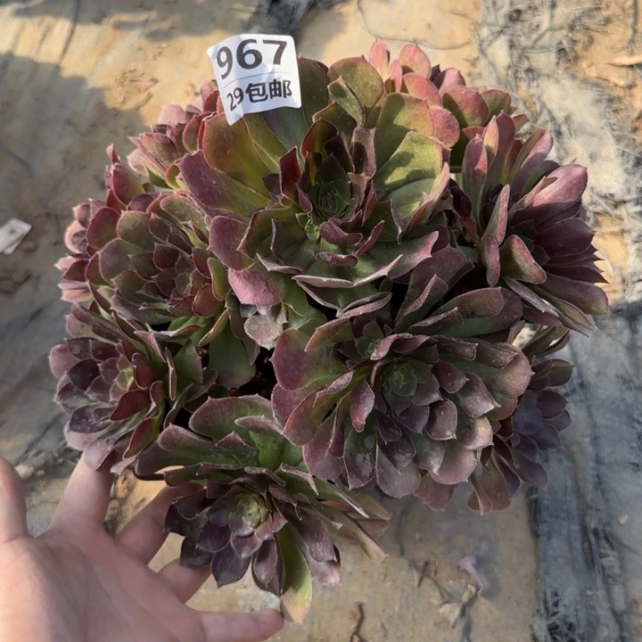 荷兰玫瑰……多肉植物……