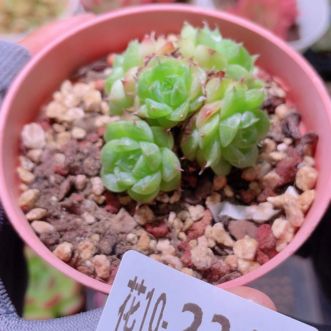 花利美10-234海王群