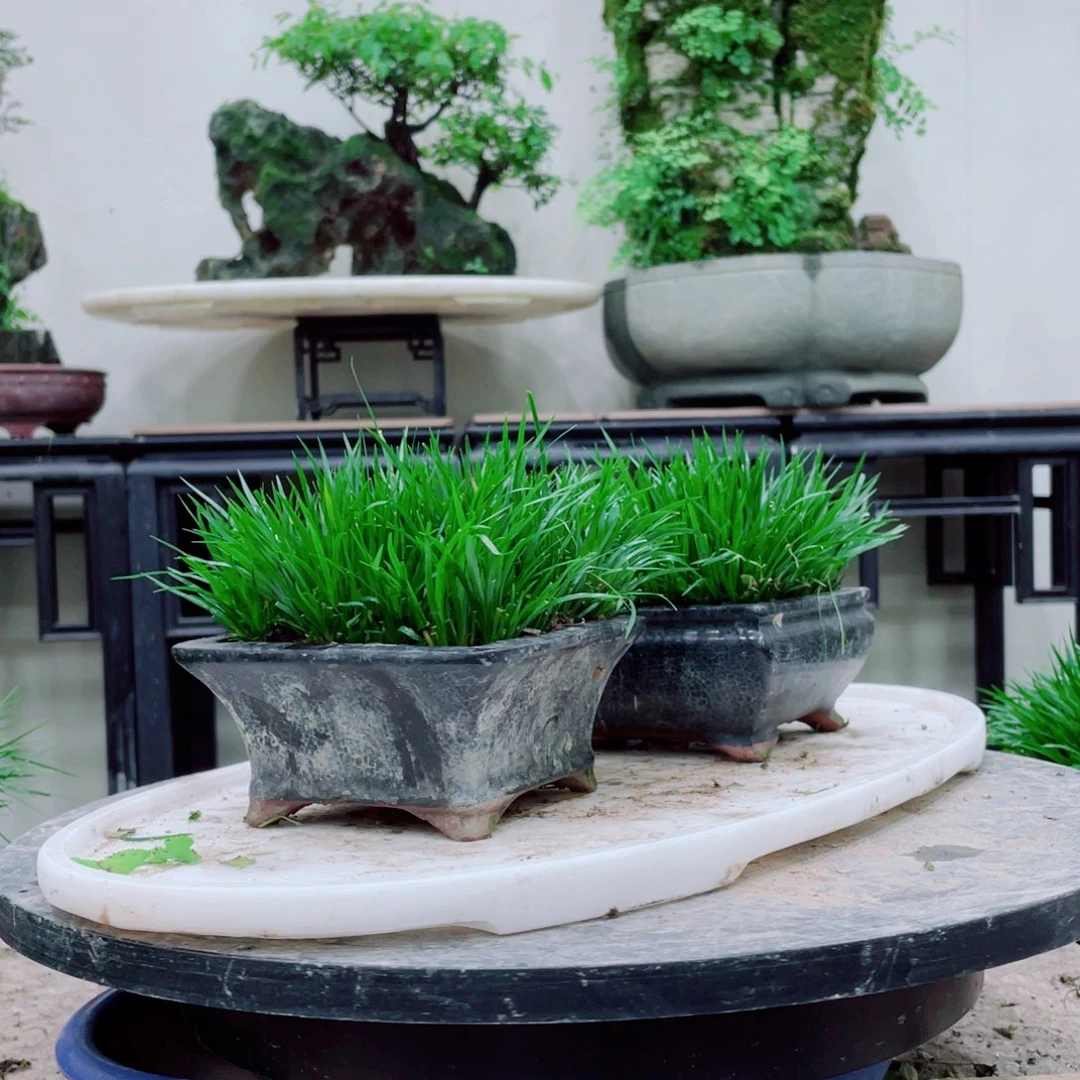无铅玻璃胡*明铁线蕨科植物黑白花属植物