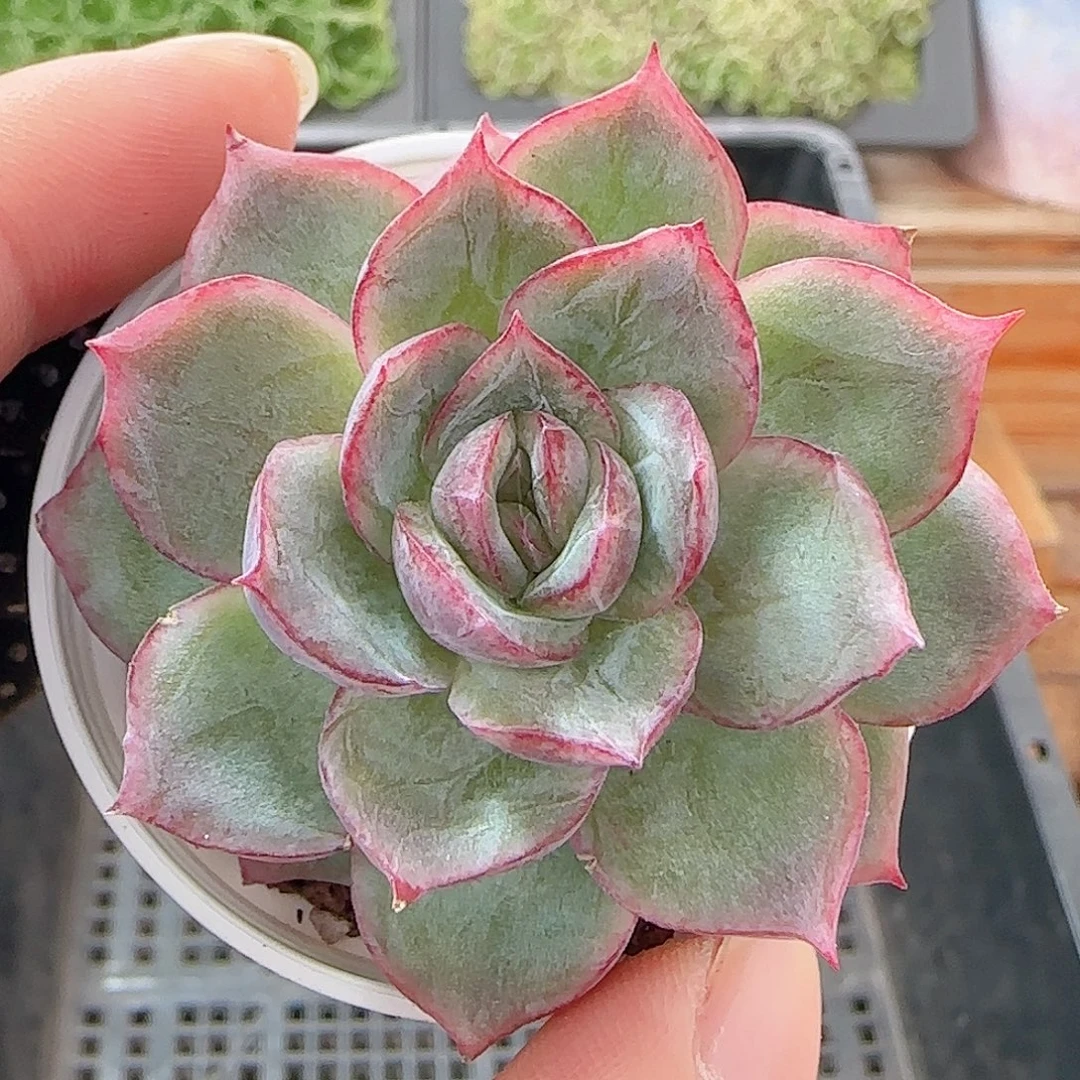 多肉1007--355边线系