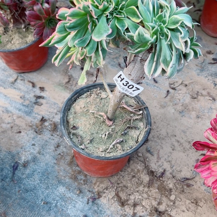 307灿烂缀多肉植物