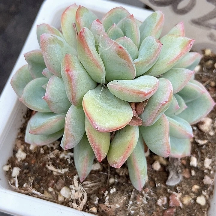 多肉植物泡芙6025多肉