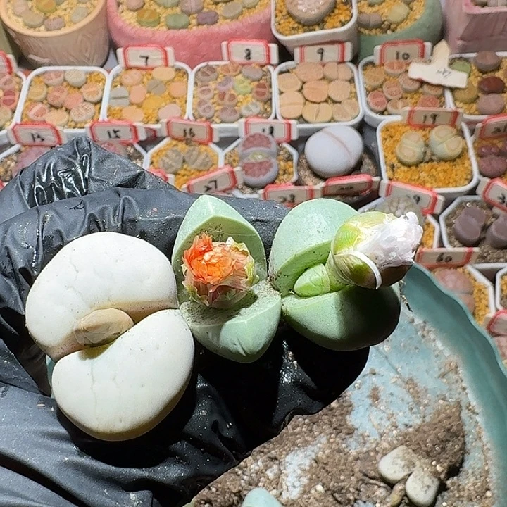 双***楼生石花3:：。    62号