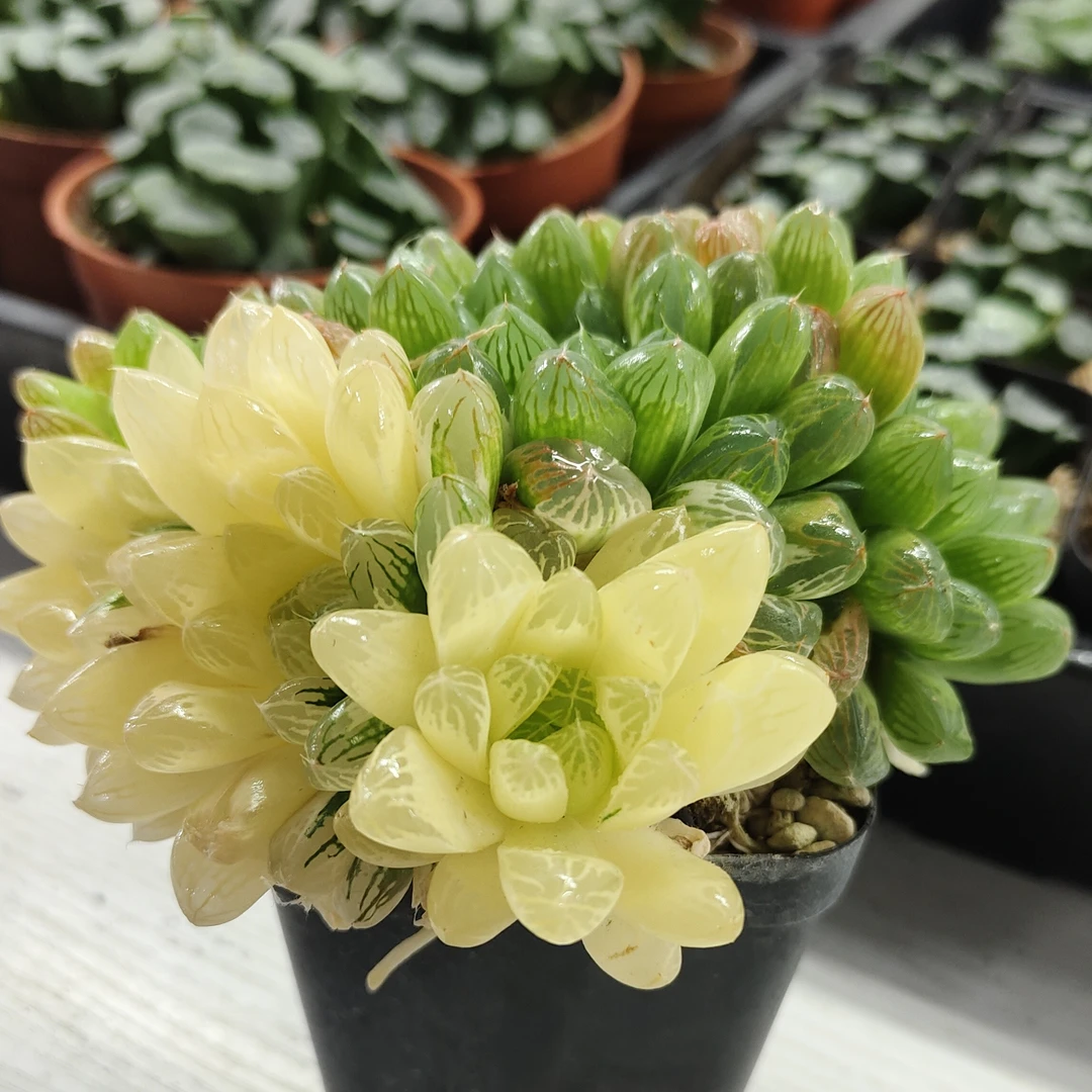 【大群苏州玉露锦】多肉植物（满16包邮）