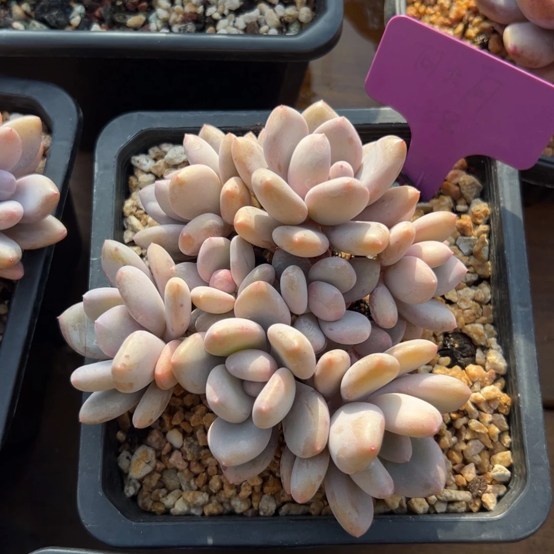 三明治111111111111111111