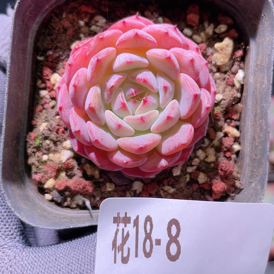 花利美18-8哈尼