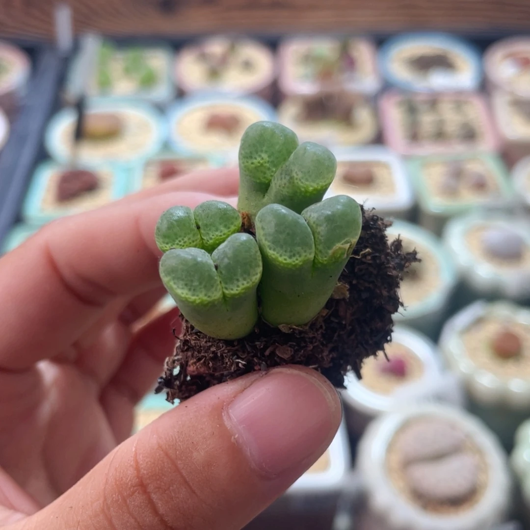 无花朵1157 -一物一拍