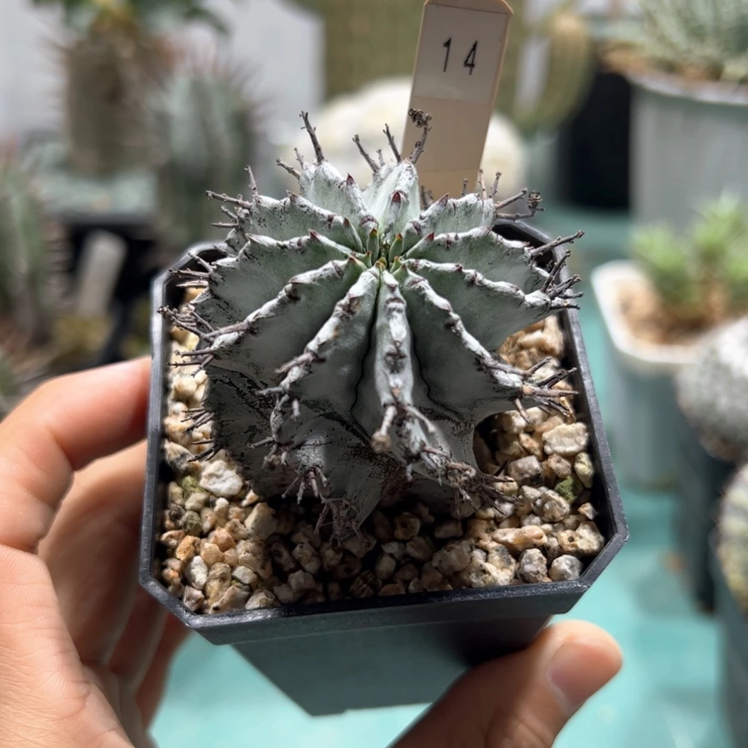超白魁伟玉 侧芽繁殖脱土发货
