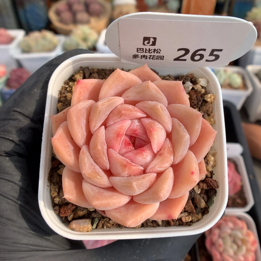 265 糖心多肉多肉