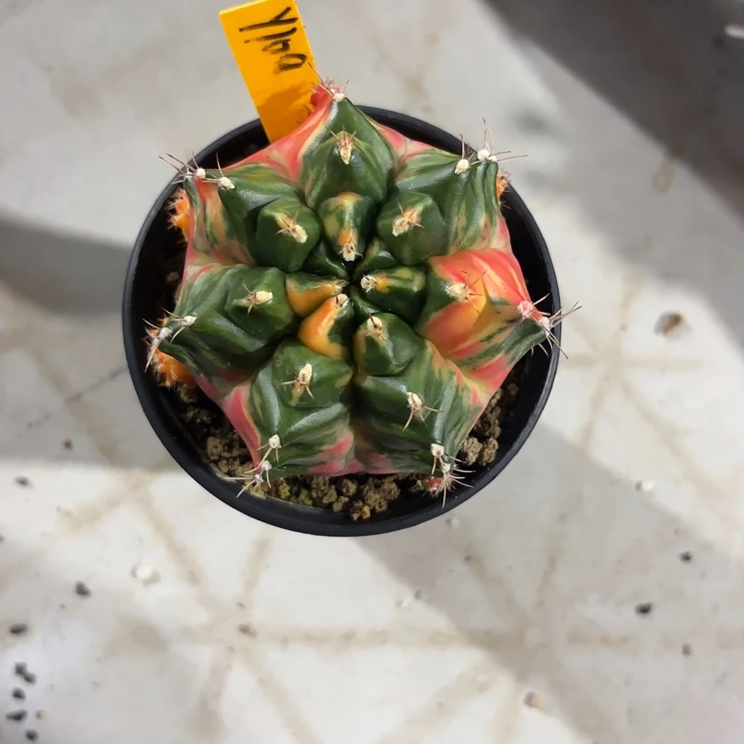 109-1006泰国发货多肉