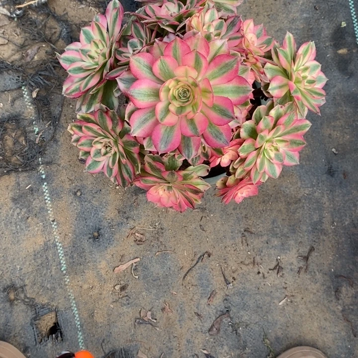 倾城断枝7多肉植物法师法师