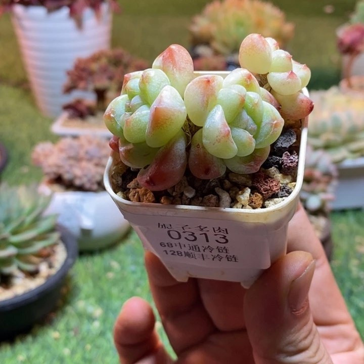 0313啊啊啊啊啊啊啊啊啊啊