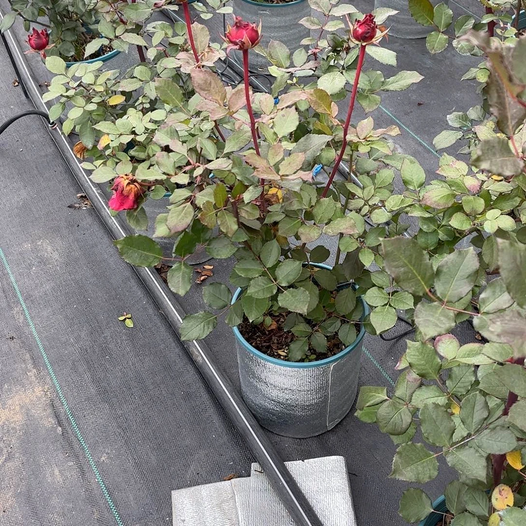 无花朵酷蓝，1.8加仑土球发货