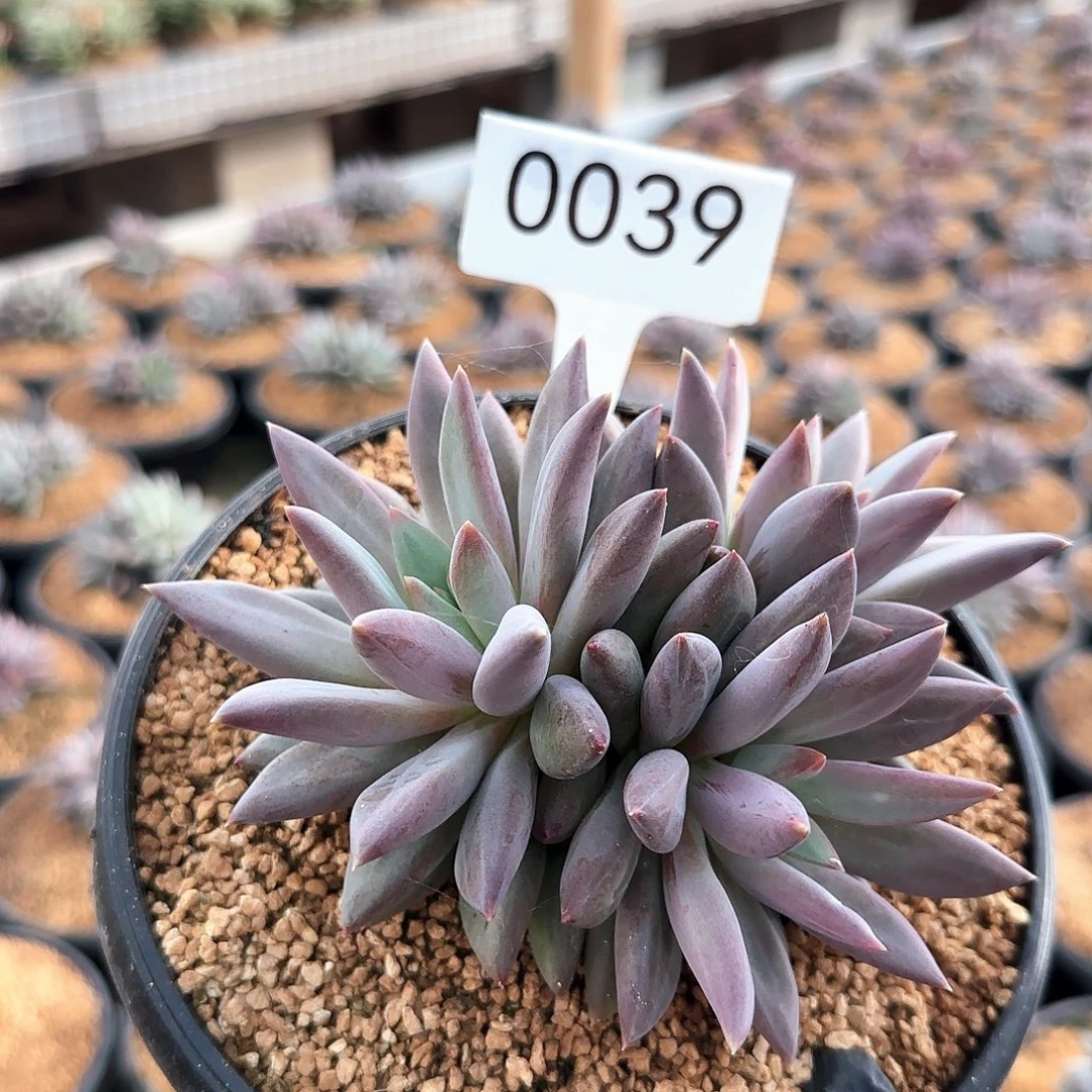 0039。  虞美人。