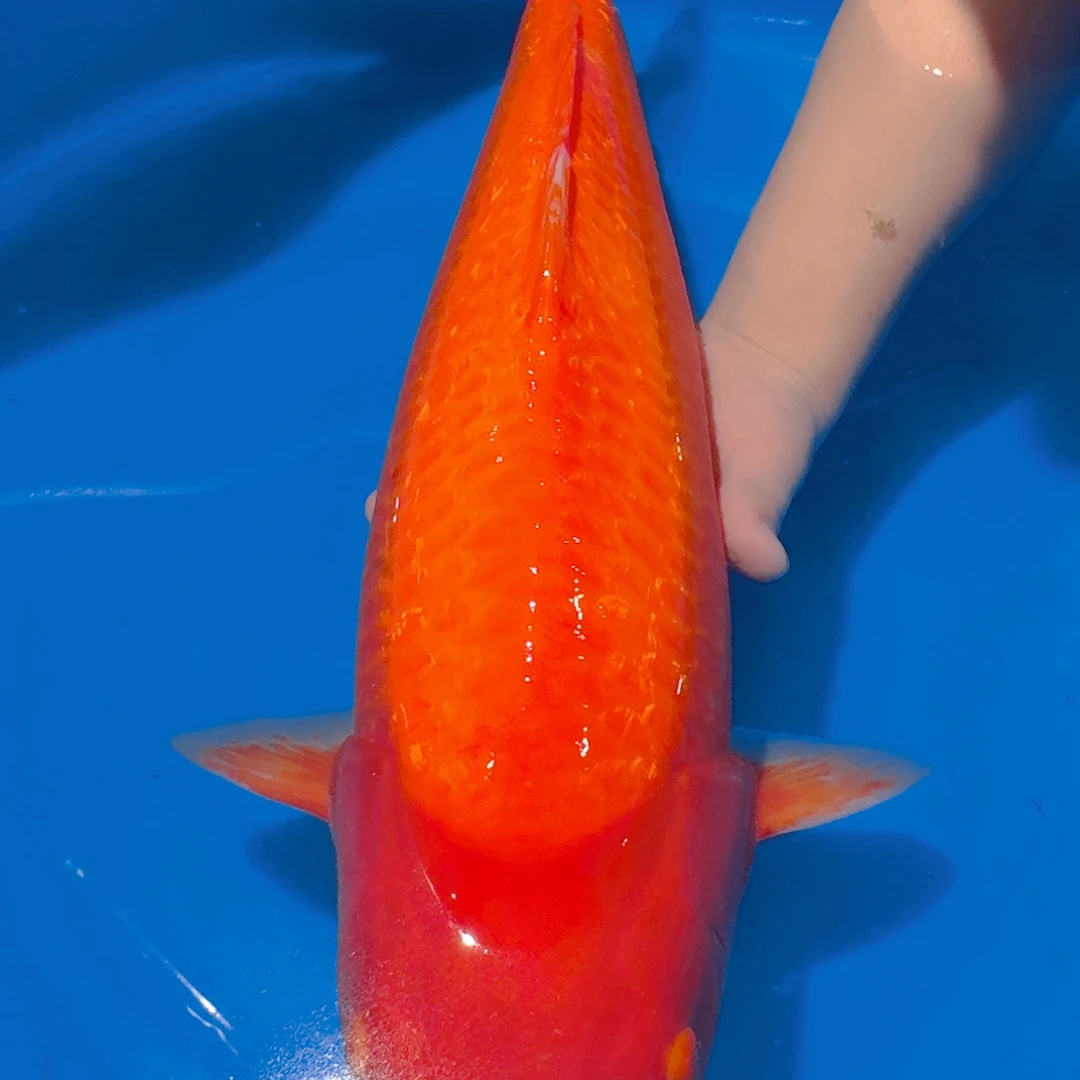 锦鲤大日介子专拍链接