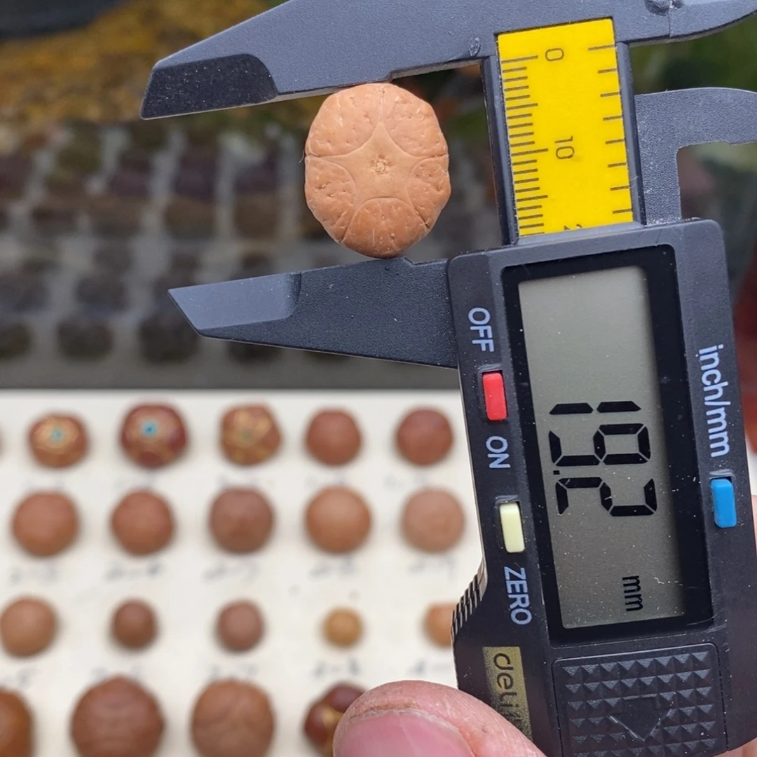 凤眼菩提吊坠五星