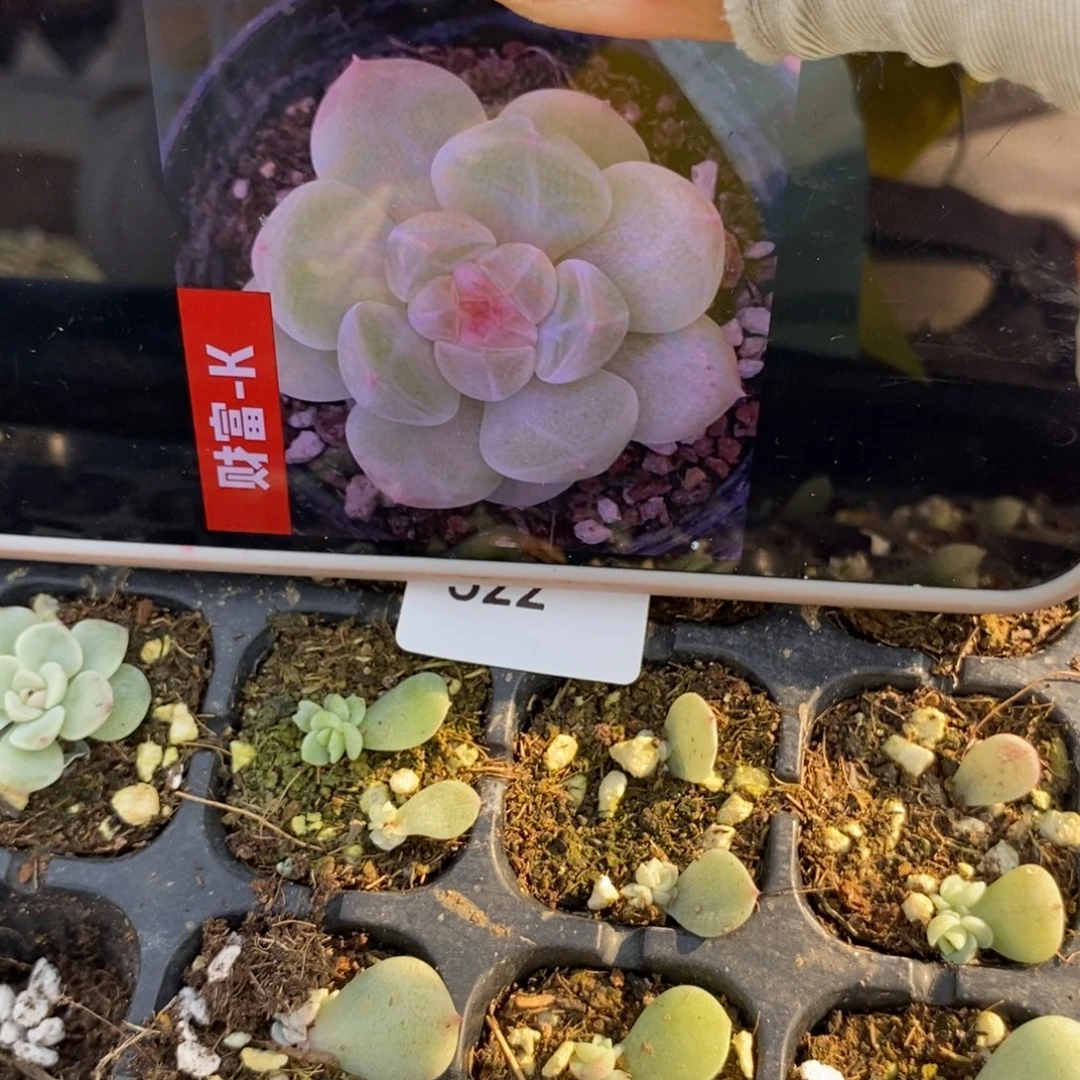 标522财富k芽苗2个