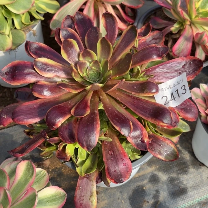 欧佳丽多肉法师2413