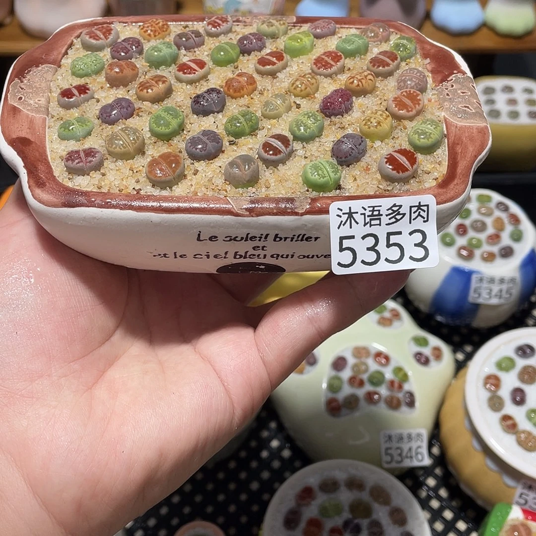 带盆土植物 一物一拍