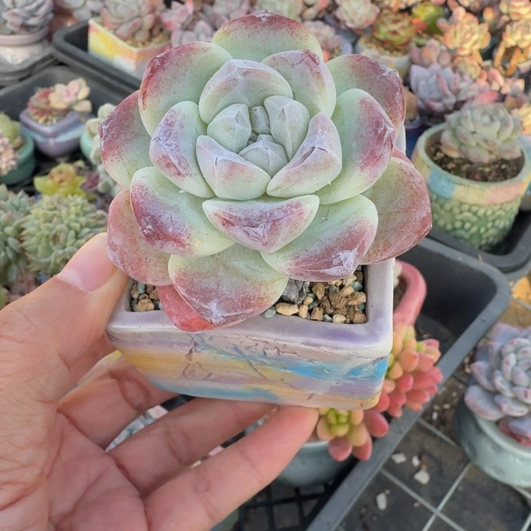 冰玉 多肉含盆土 一物一拍 30元包邮除偏远