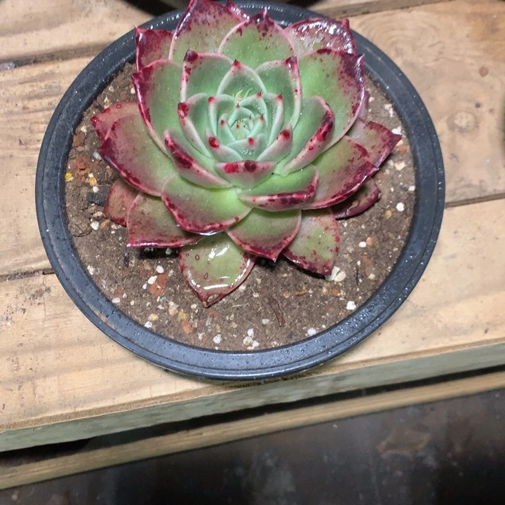 美肉特价活动开始了