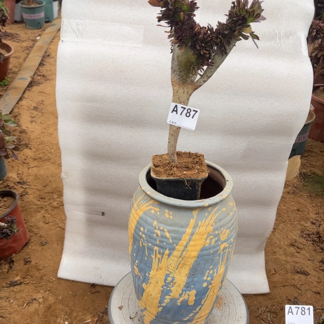 黑缀787满28包邮啦