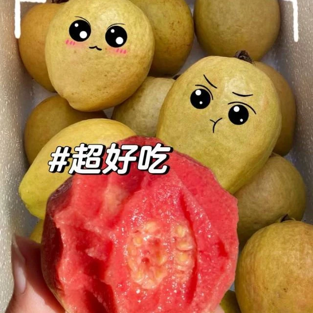 双拼芭乐树上熟1.5kg毛重