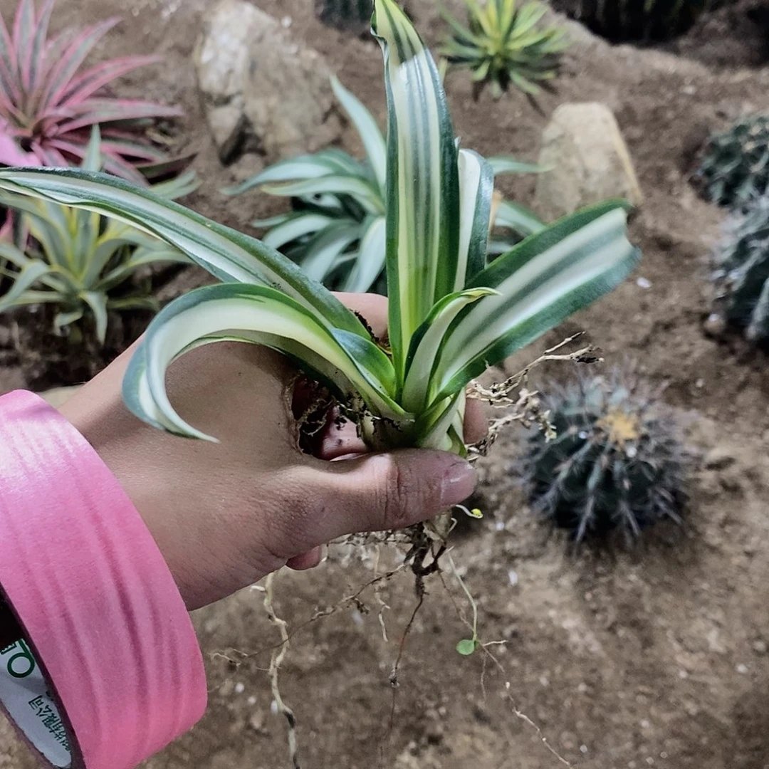 鹦鹉嘴白中斑侧芽一颗111