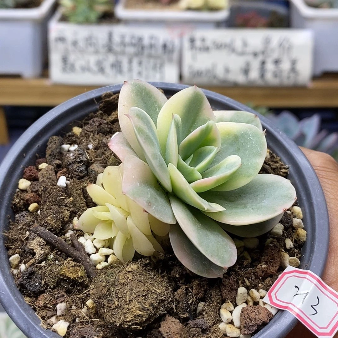 11213 星纳塔覆轮锦