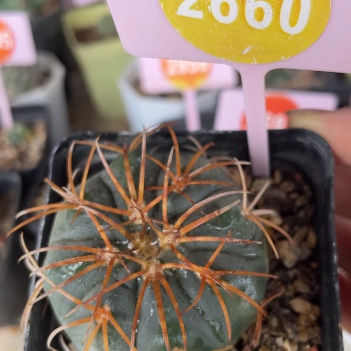 实生伏刺猫爪刺天平2660