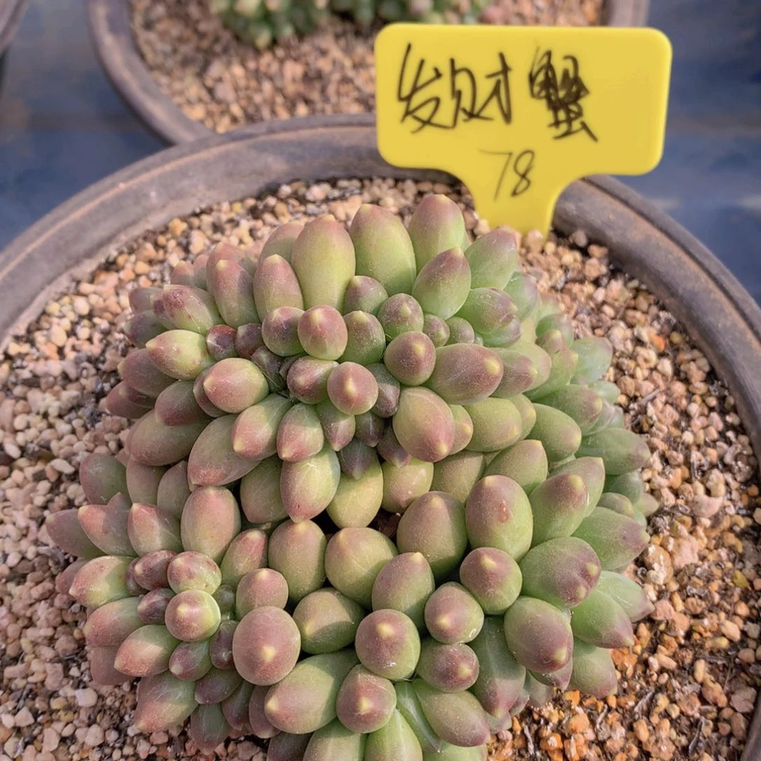 我家的小可爱们都很可爱啊