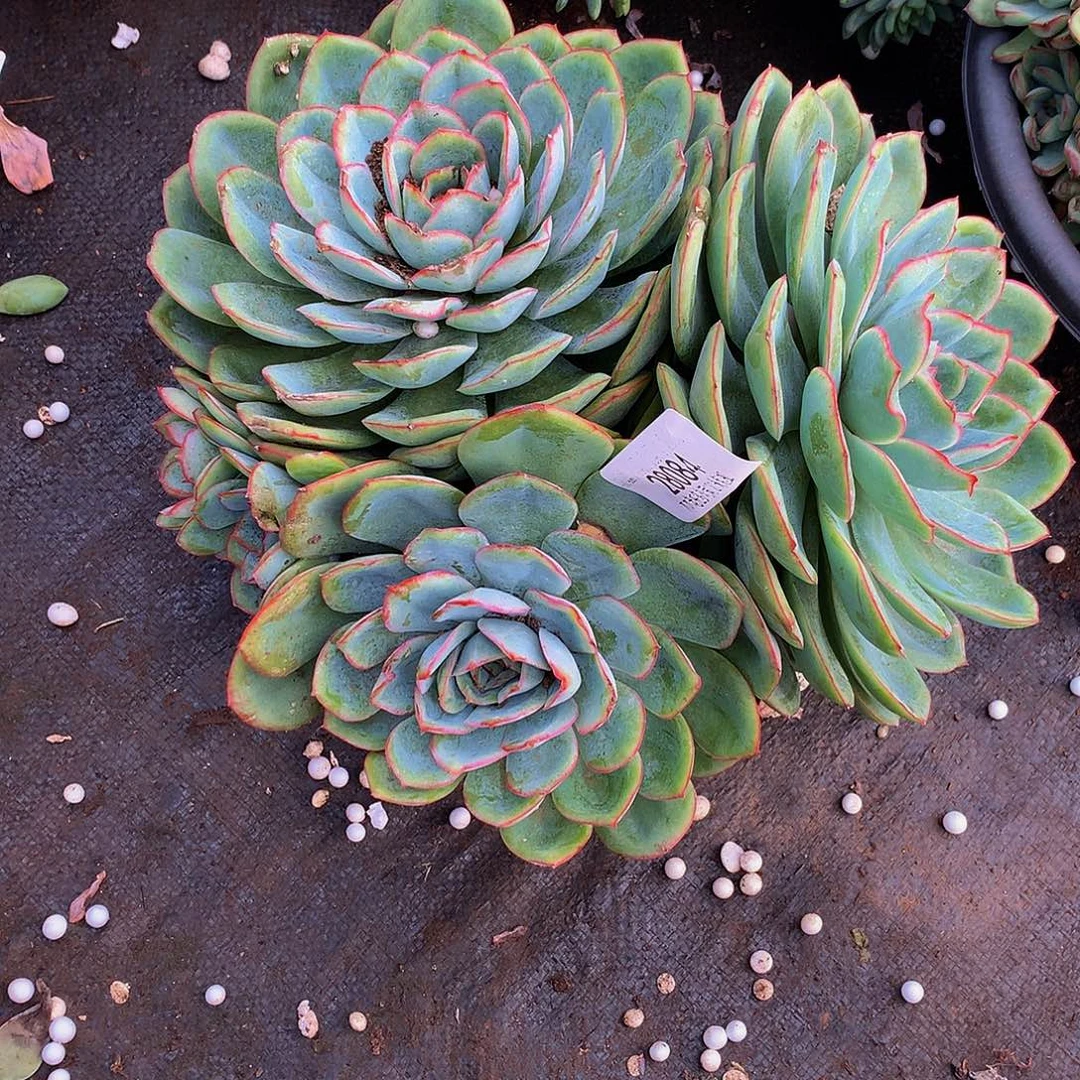 燕***     晨露多肉28084