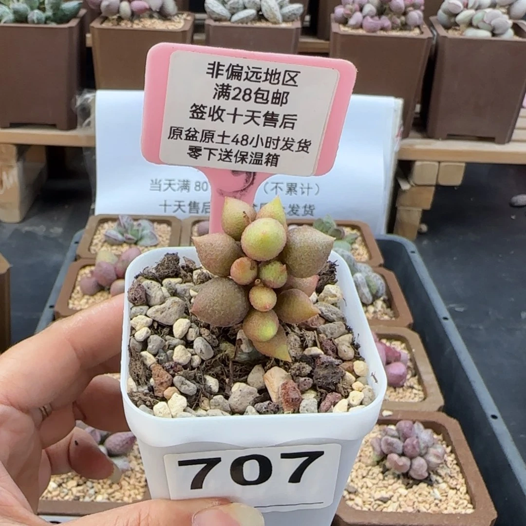 707小辣椒多肉植物