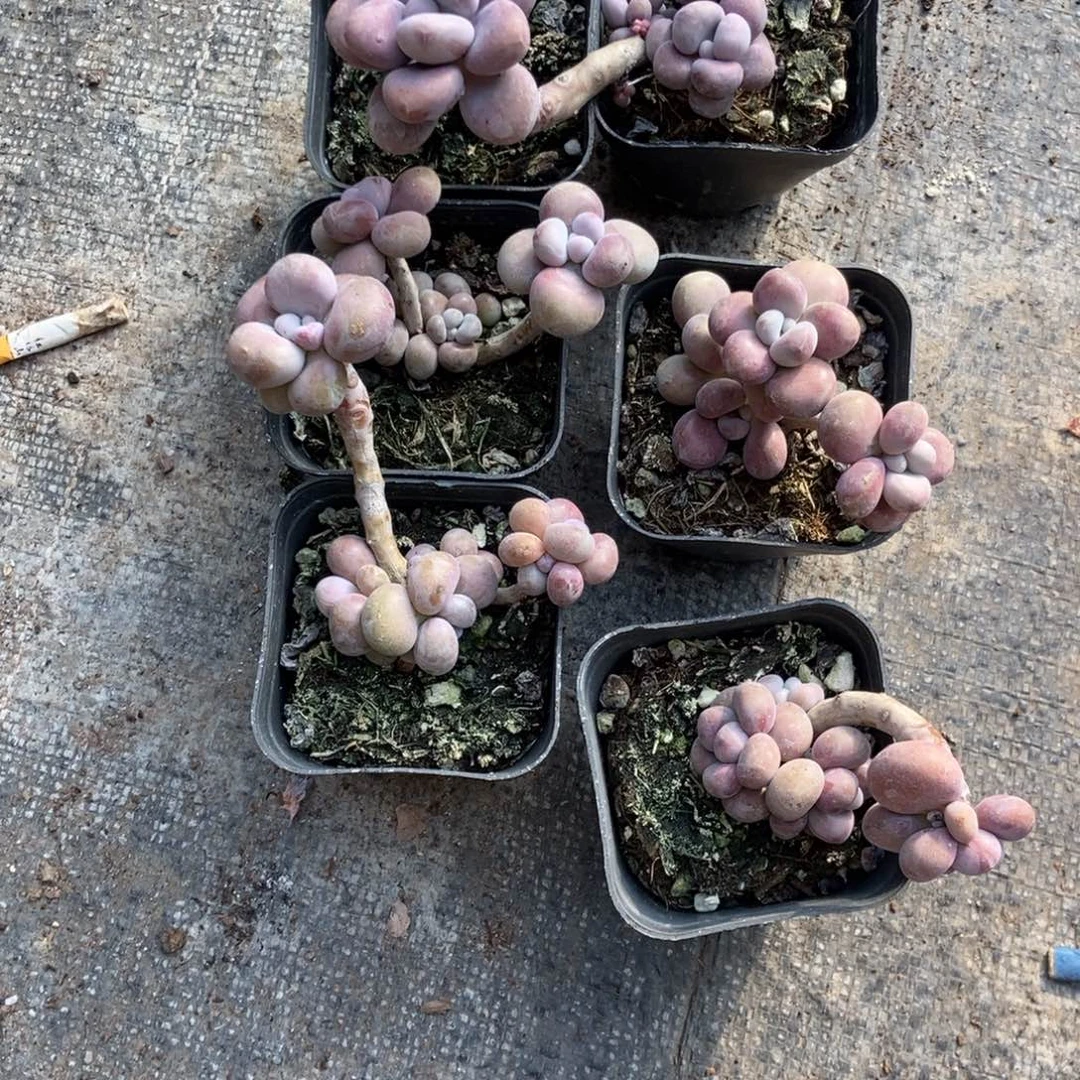 果***汁腰子桃蛋6颗果汁带盆发货