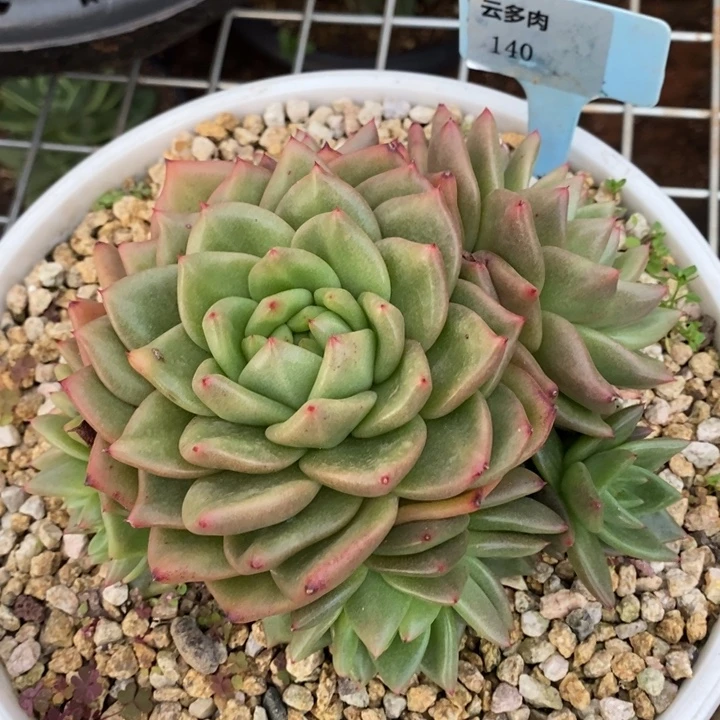 D140- 直播福利 东云捧花