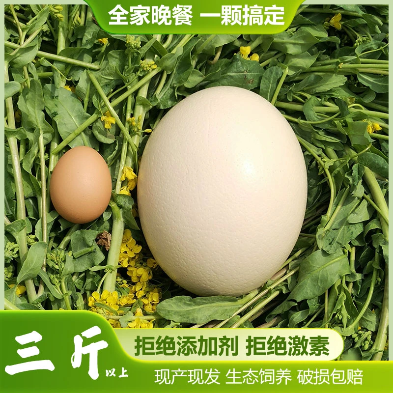 中秋送礼新鲜鸵鸟蛋实惠农家养殖营养健康礼盒包装