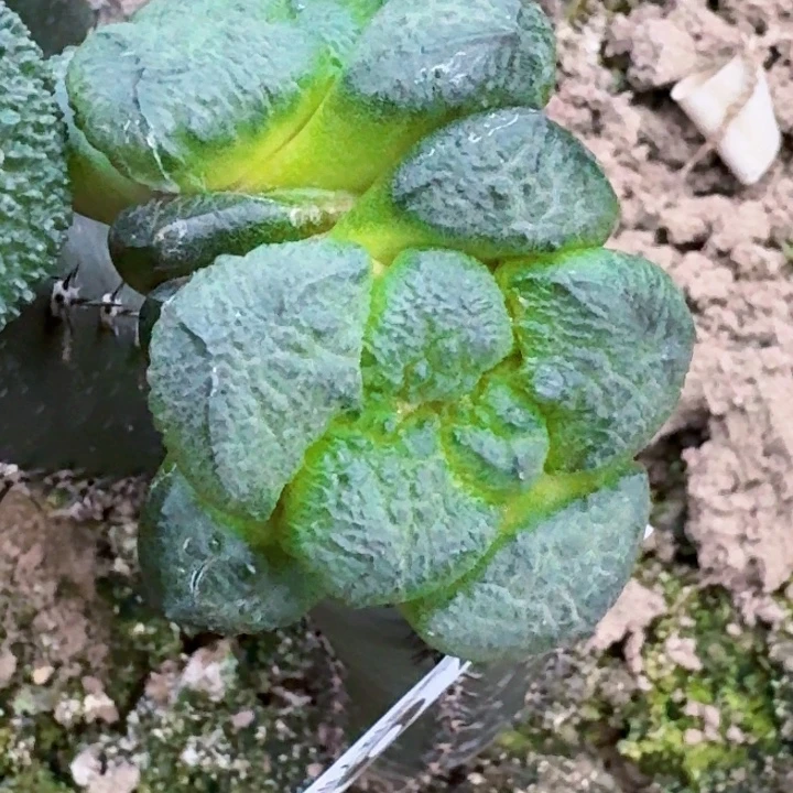 躺***儿无花朵福利苗接连山678